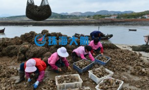 生蠔自動分揀機(jī)，取代人工分揀，高效精準(zhǔn)省人工