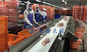 白條雞分揀機、整鴨分選機高效取代人工分揀，比人工快5倍