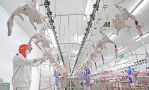 白條雞分選機(jī)/整雞分揀機(jī)/凍雞重量分級秤——禽肉自動分揀秤