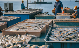 魷魚爪重量分選機(jī) 黑魚自動(dòng)稱重分級機(jī) 活魚分選機(jī)