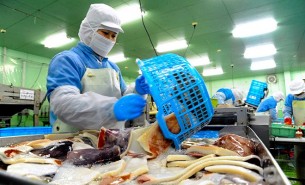 珠海大航鮮魷魚重量分選機(jī) - 創(chuàng)新引領(lǐng)食品加工未來(lái)